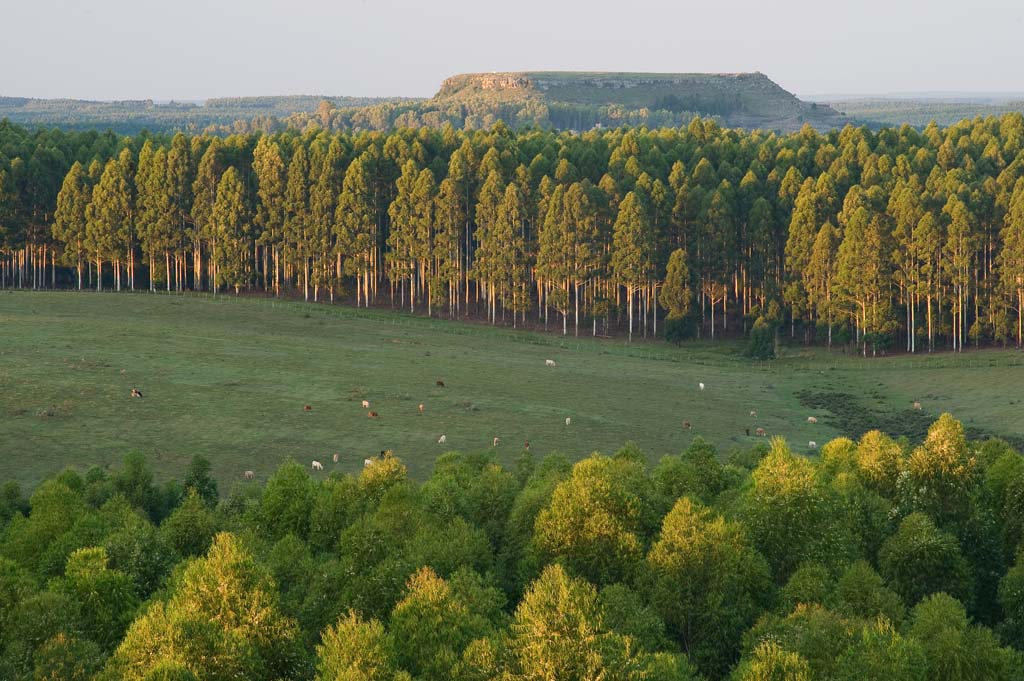 Red Grandis forest