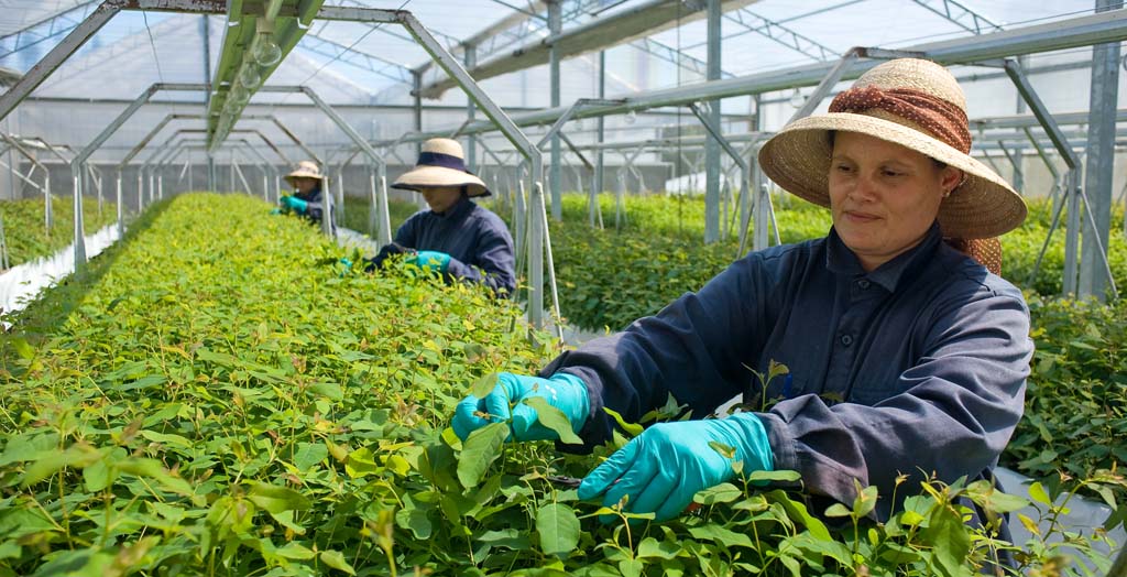 Red Grandis timber nursery