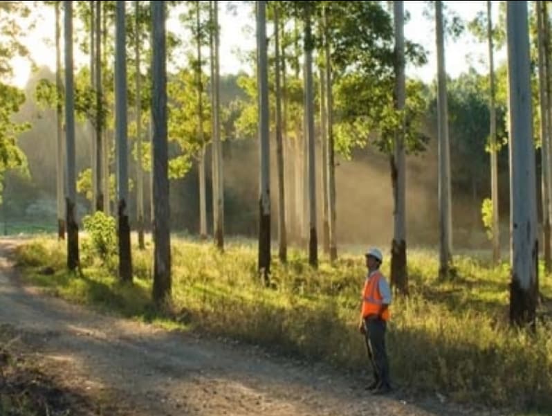 kf sustainably sourced timber