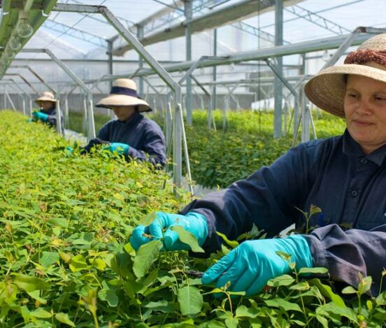 Red Grandis timber nursery